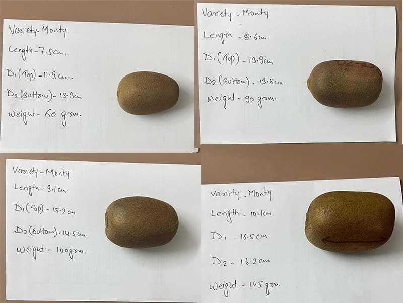 images/1735285188842kiwi fruit grading line.jpg